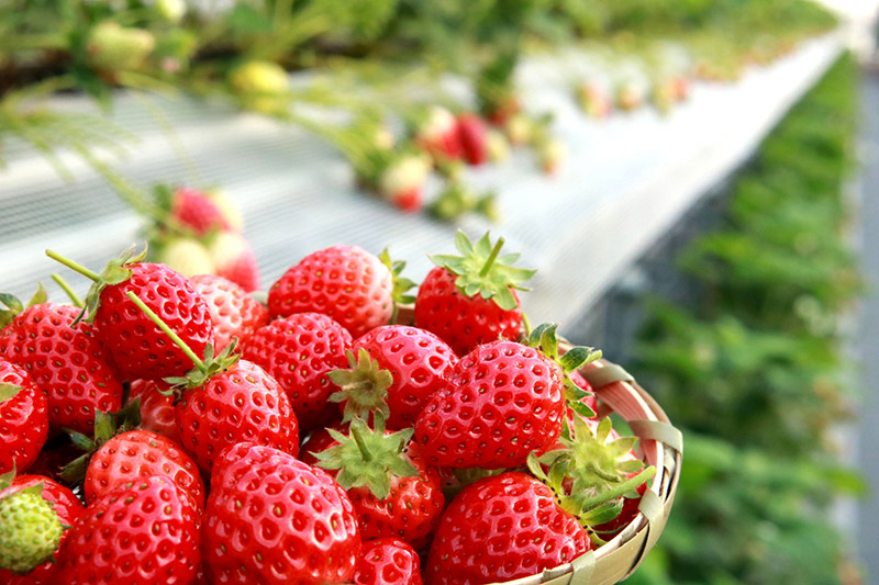 한국 식품업계, 가격 인상, 딸기 약 2602원까지 올랐다